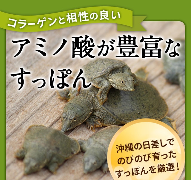 「琉球すっぽんのコラーゲンゼリー」には、コラーゲンと相性の良いアミノ酸が豊富な、沖縄県産のすっぽんを使用